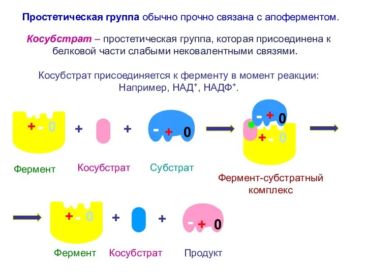 + + Косубстрат – простетическая группа, которая присоединена к белковой части