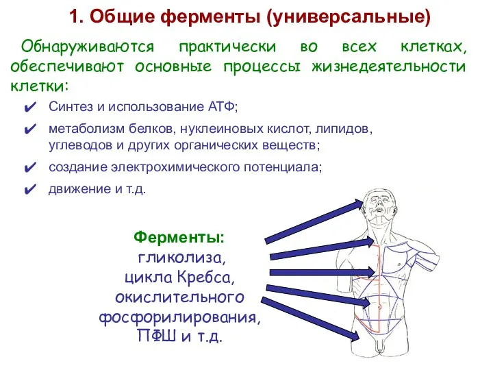 Обнаруживаются практически во всех клетках, обеспечивают основные процессы жизнедеятельности клетки: 1.