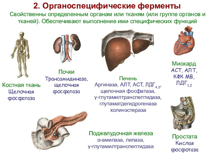 2. Органоспецифические ферменты Костная ткань Щелочная фосфатаза Миокард АСТ, АЛТ, КФК