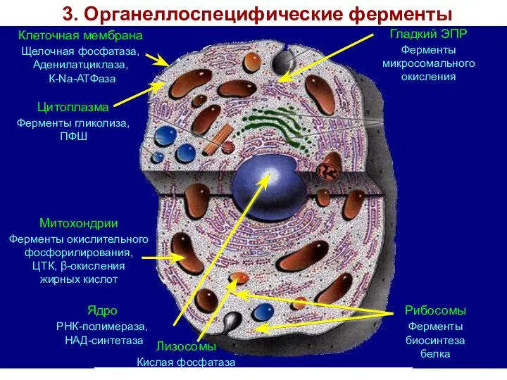 3. Органеллоспецифические ферменты Клеточная мембрана Щелочная фосфатаза, Аденилатциклаза, К-Nа-АТФаза Цитоплазма Ферменты