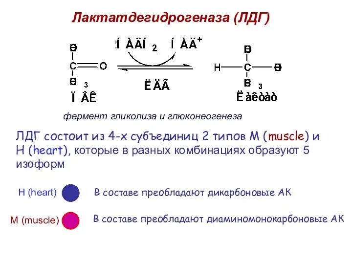 Лактатдегидрогеназа (ЛДГ) ЛДГ состоит из 4-х субъединиц 2 типов М (muscle)