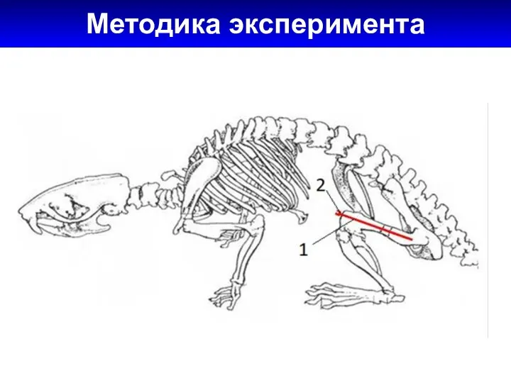 Методика эксперимента