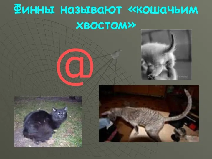 Финны называют «кошачьим хвостом» @