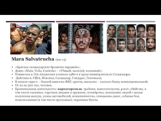 Mara Salvatrucha (ms-13) «Бригада сальвадорских бродячих муравьёв»; Девиз «Mata, Viola, Controla»