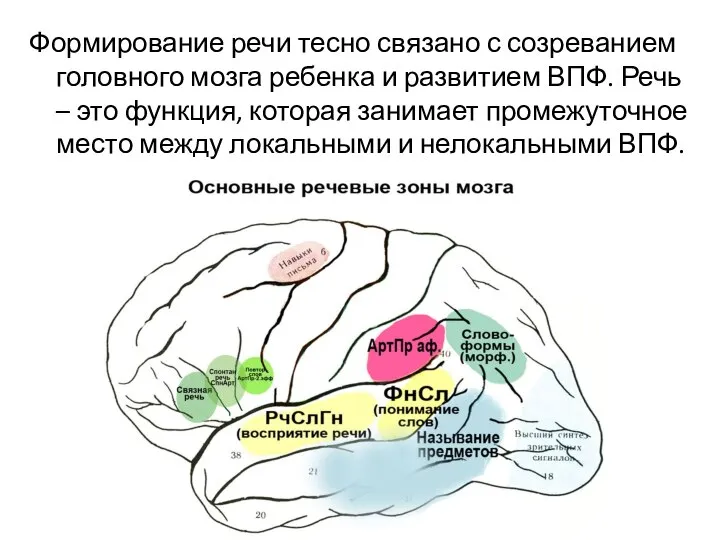 Формирование речи тесно связано с созреванием головного мозга ребенка и развитием