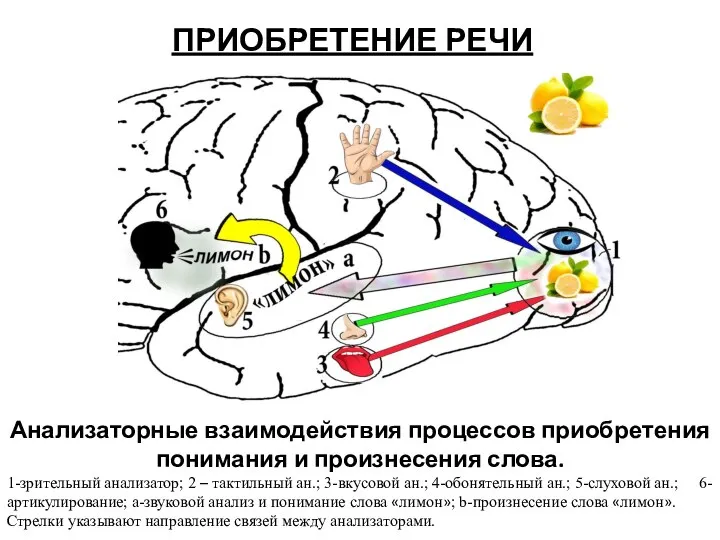 ПРИОБРЕТЕНИЕ РЕЧИ Анализаторные взаимодействия процессов приобретения понимания и произнесения слова. 1-зрительный
