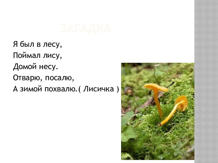 ЗАГАДКА Я был в лесу, Поймал лису, Домой несу. Отварю, посалю, А зимой похвалю.( Лисичка )