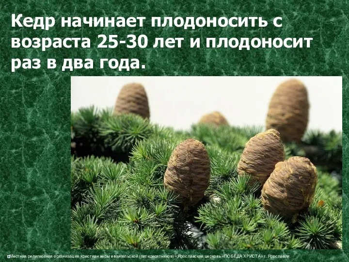 Кедр начинает плодоносить с возраста 25-30 лет и плодоносит раз в два года.