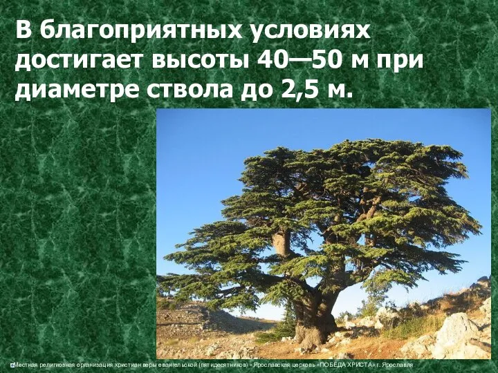 В благоприятных условиях достигает высоты 40—50 м при диаметре ствола до 2,5 м.