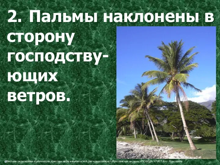 2. Пальмы наклонены в сторону господству- ющих ветров.