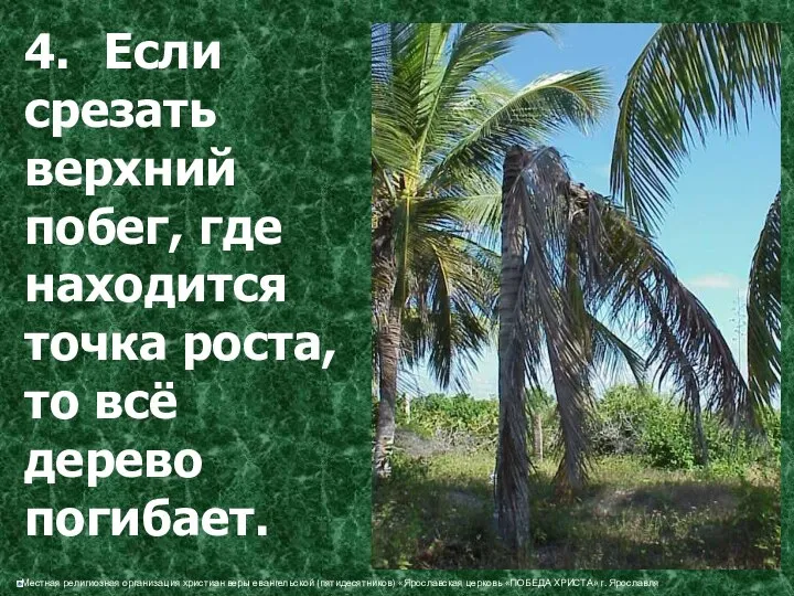 4. Если срезать верхний побег, где находится точка роста, то всё дерево погибает.