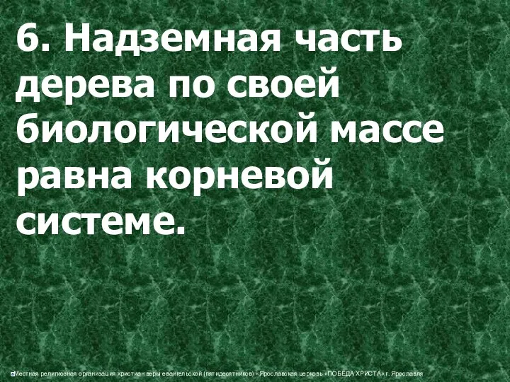 6. Надземная часть дерева по своей биологической массе равна корневой системе.