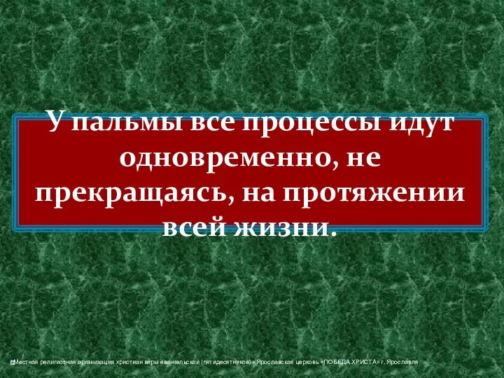 У пальмы все процессы идут одновременно, не прекращаясь, на протяжении всей жизни.