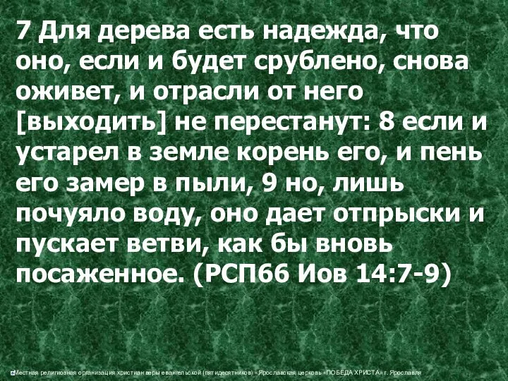 7 Для дерева есть надежда, что оно, если и будет срублено,