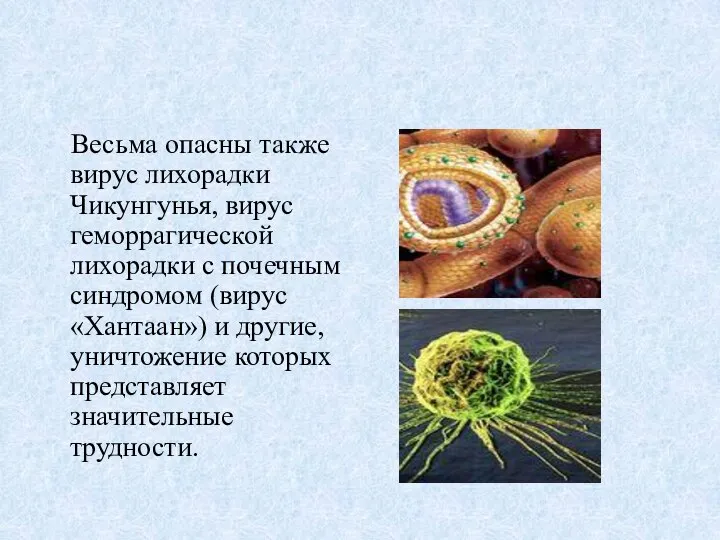 Весьма опасны также вирус лихорадки Чикунгунья, вирус геморрагической лихорадки с почечным