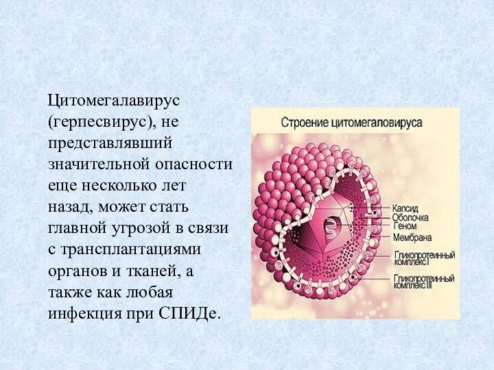 Цитомегалавирус (герпесвирус), не представлявший значительной опасности еще несколько лет назад, может