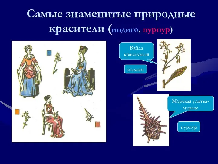 Самые знаменитые природные красители (индиго, пурпур) Вайда красильная индиго Морская улитка-мурекс пурпур