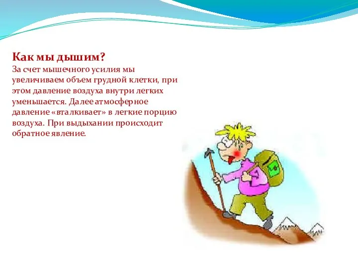 Как мы дышим? За счет мышечного усилия мы увеличиваем объем грудной