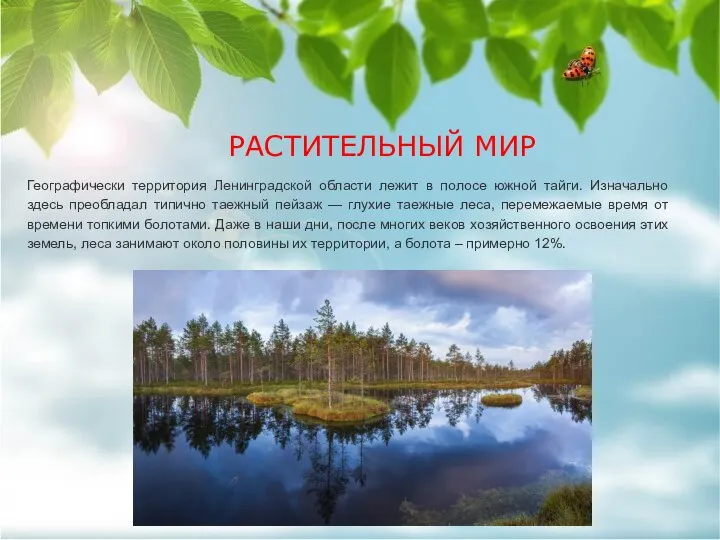 РАСТИТЕЛЬНЫЙ МИР Географически территория Ленинградской области лежит в полосе южной тайги.
