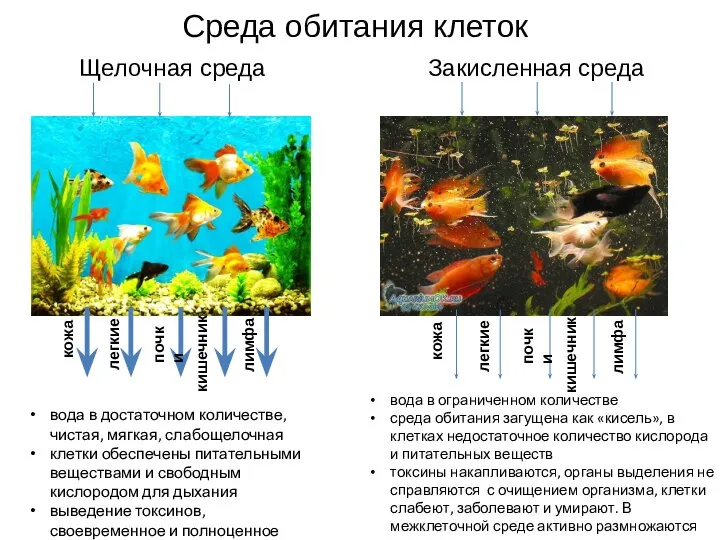 Среда обитания клеток Щелочная среда Закисленная среда вода в достаточном количестве,