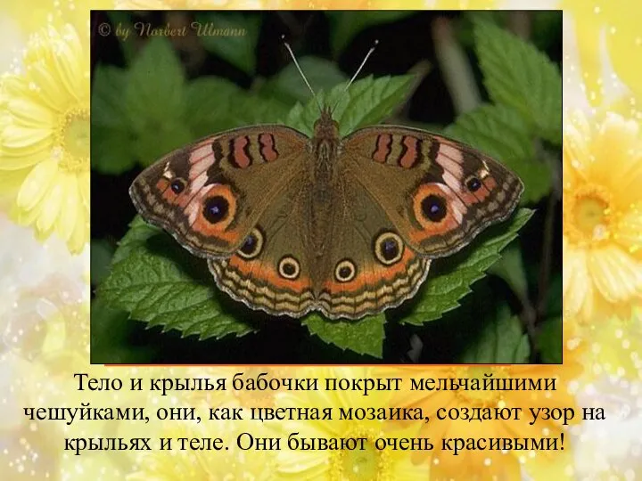 Тело и крылья бабочки покрыт мельчайшими чешуйками, они, как цветная мозаика,