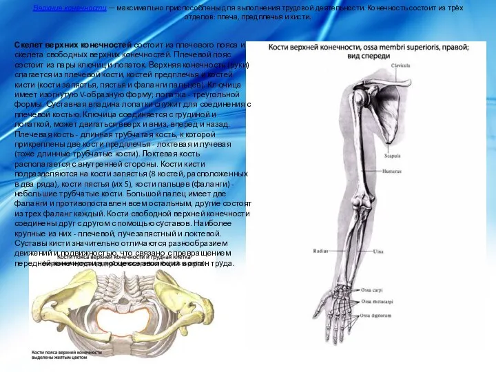 Верхние конечности — максимально приспособлены для выполнения трудовой деятельности. Конечность состоит