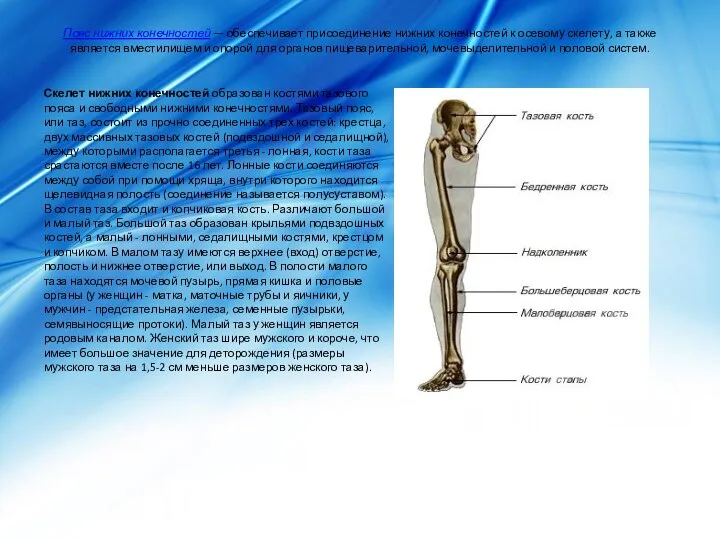 Пояс нижних конечностей — обеспечивает присоединение нижних конечностей к осевому скелету,