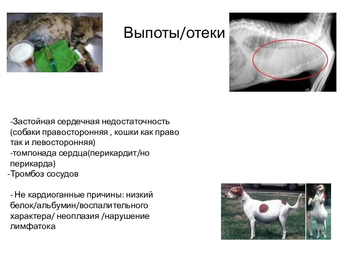 Выпоты/отеки -Застойная сердечная недостаточность(собаки правосторонняя , кошки как право так и