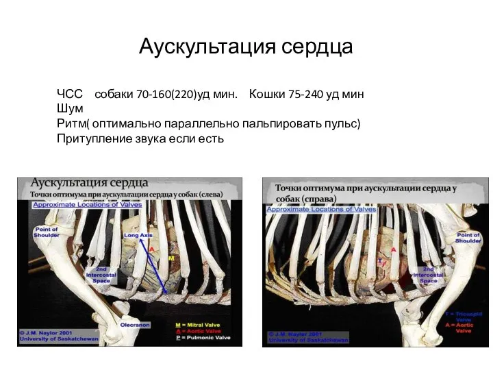 Аускультация сердца ЧСС собаки 70-160(220)уд мин. Кошки 75-240 уд мин Шум