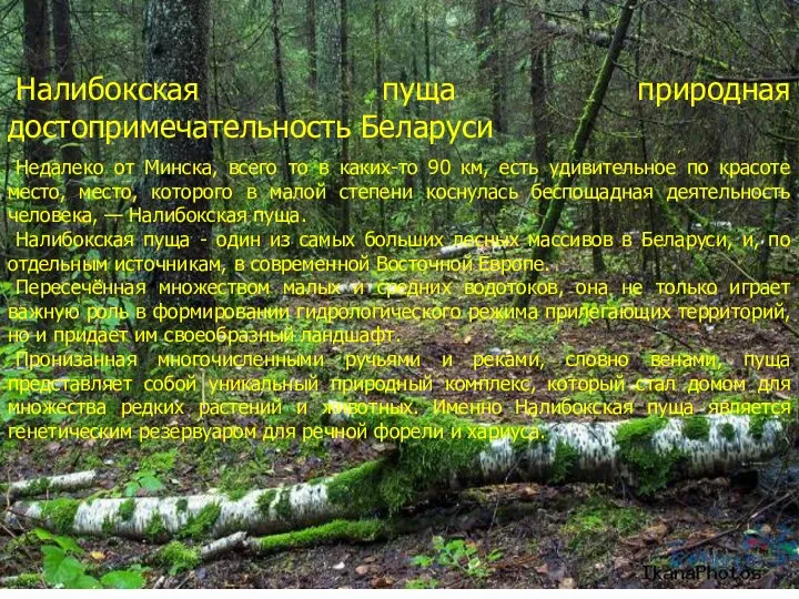 Налибокская пуща природная достопримечательность Беларуси Недалеко от Минска, всего то в