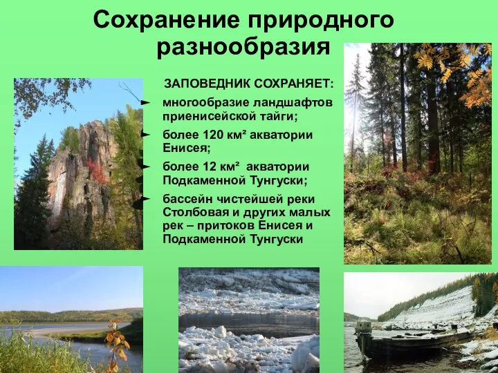 Сохранение природного разнообразия ЗАПОВЕДНИК СОХРАНЯЕТ: многообразие ландшафтов приенисейской тайги; более 120