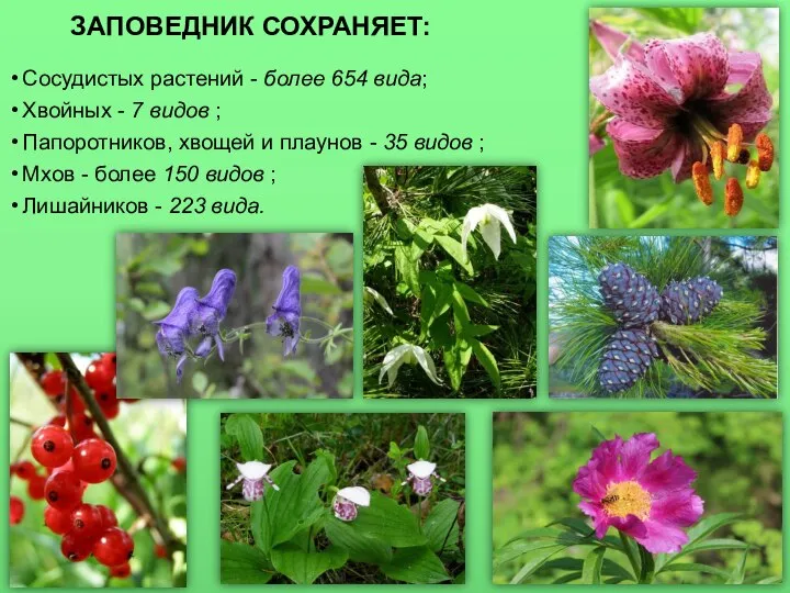 ЗАПОВЕДНИК СОХРАНЯЕТ: Сосудистых растений - более 654 вида; Хвойных - 7
