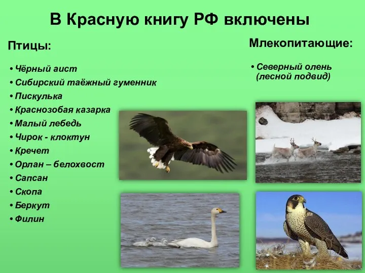В Красную книгу РФ включены Млекопитающие: Северный олень (лесной подвид) Птицы: