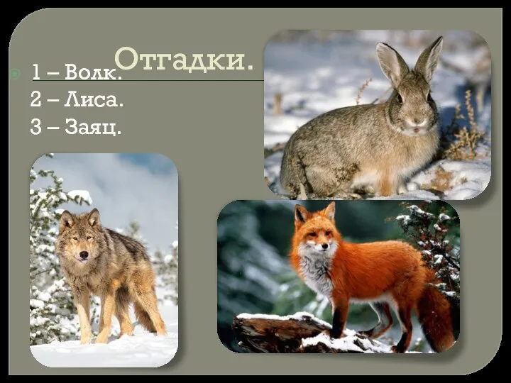 Отгадки. 1 – Волк. 2 – Лиса. 3 – Заяц.