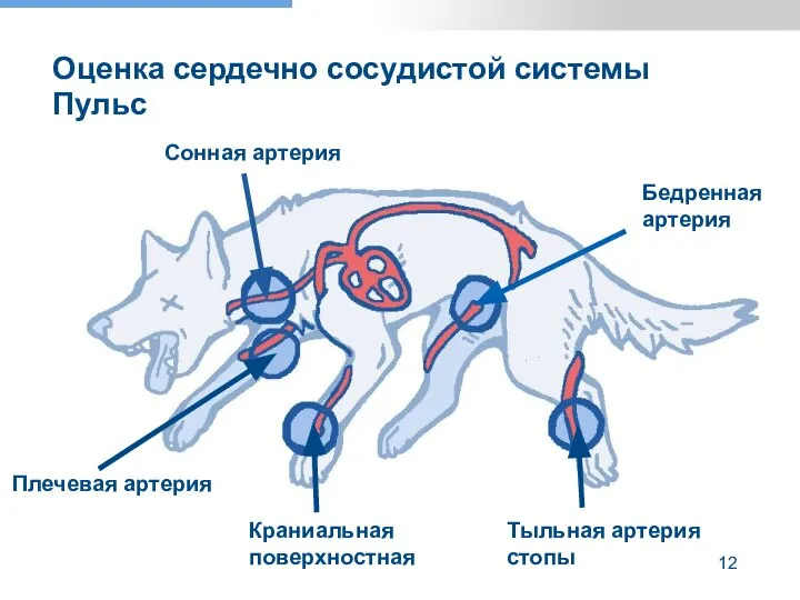 Оценка сердечно сосудистой системы Пульс Бедренная артерия Сонная артерия Плечевая артерия Краниальная поверхностная Тыльная артерия стопы