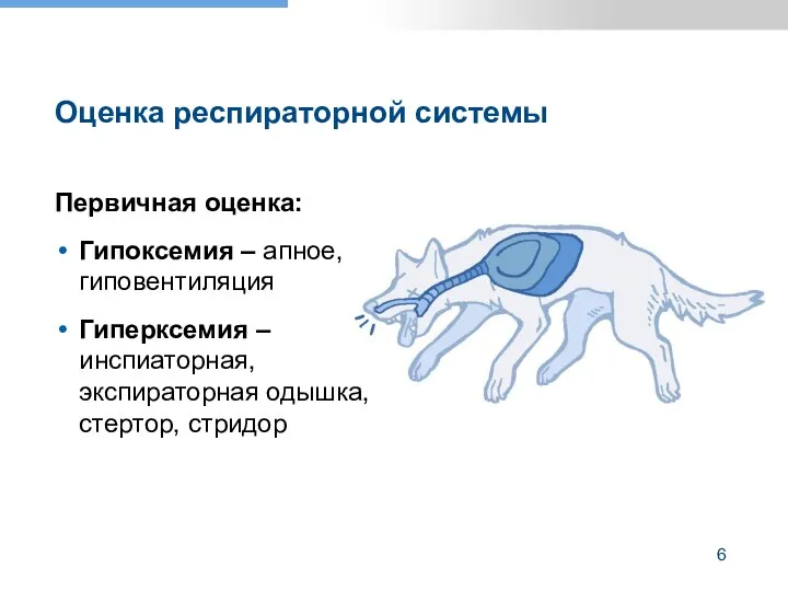 Оценка респираторной системы Первичная оценка: Гипоксемия – апное, гиповентиляция Гиперксемия – инспиаторная, экспираторная одышка, стертор, стридор