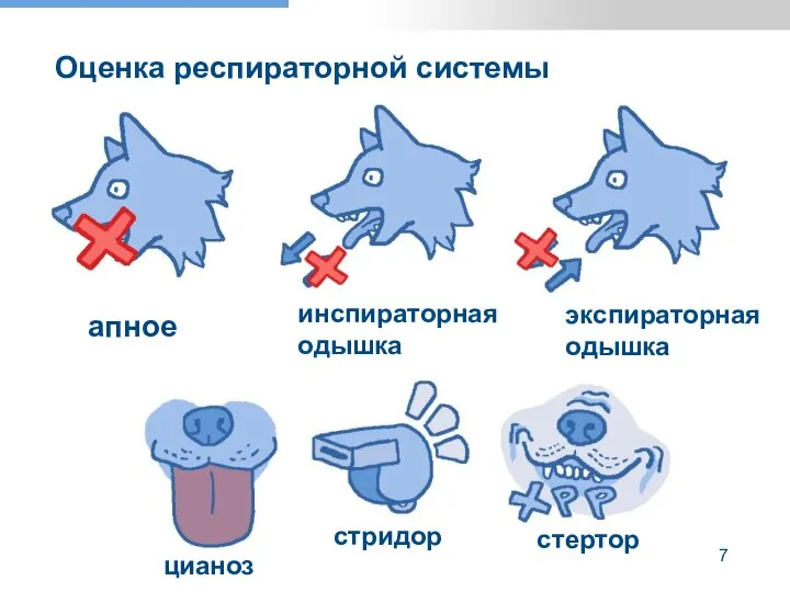 Оценка респираторной системы апное инспираторная одышка экспираторная одышка цианоз стридор стертор