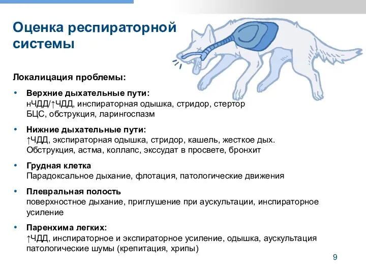 Локалицация проблемы: Верхние дыхательные пути: нЧДД/↑ЧДД, инспираторная одышка, стридор, стертор БЦС,