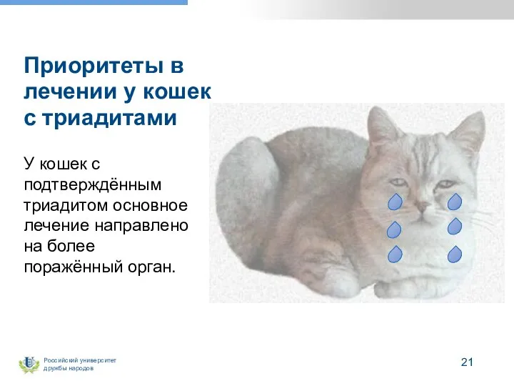 Приоритеты в лечении у кошек с триадитами У кошек с подтверждённым