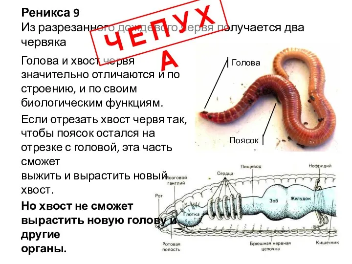 Реникса 9 Из разрезанного дождевого червя получается два червяка Поясок Голова