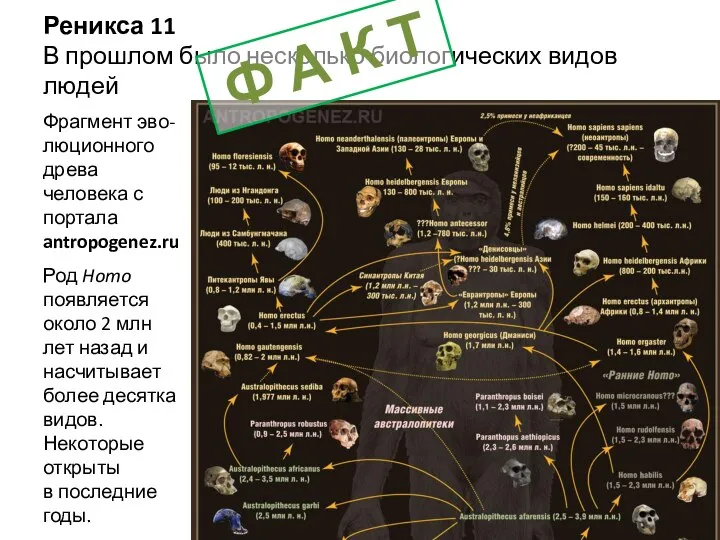 Реникса 11 В прошлом было несколько биологических видов людей Фрагмент эво-люционного