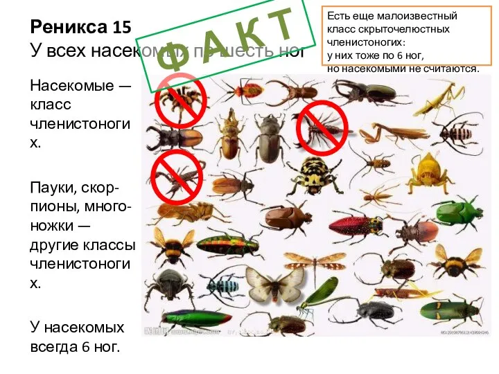 Реникса 15 У всех насекомых по шесть ног Насекомые — класс