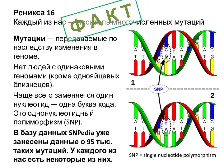 Реникса 16 Каждый из нас — носитель многочисленных мутаций Мутации —