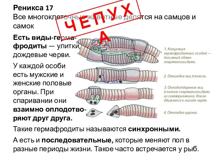 Реникса 17 Все многоклеточные животные делятся на самцов и самок Есть