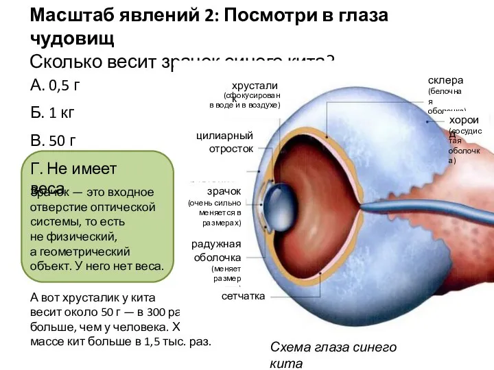 Масштаб явлений 2: Посмотри в глаза чудовищ Сколько весит зрачок синего