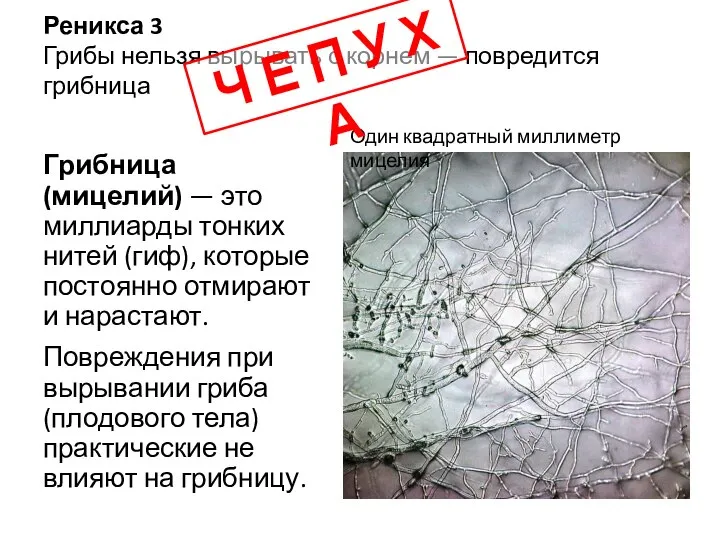 Реникса 3 Грибы нельзя вырывать с корнем — повредится грибница Грибница