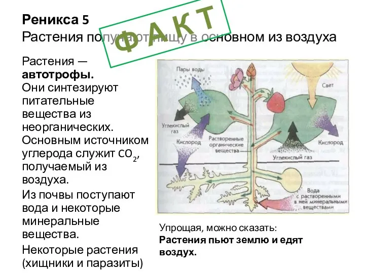 Реникса 5 Растения получают пищу в основном из воздуха Растения —