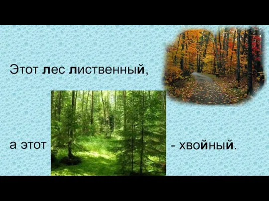 Этот лес лиственный, а этот - хвойный.