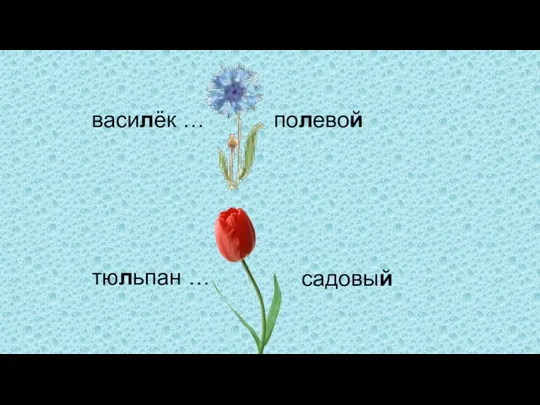 василёк … тюльпан … полевой садовый