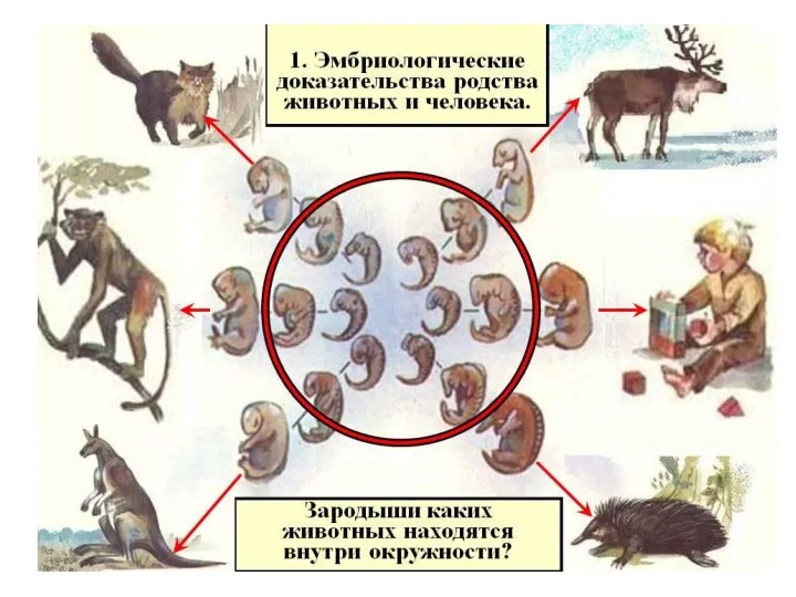 б) эмбриология: сходство зародышей на ранних стадиях развития